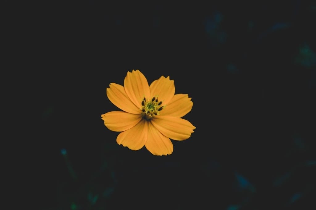 Blooming zinnias, marigolds, and cosmos in Zone 8a garden.