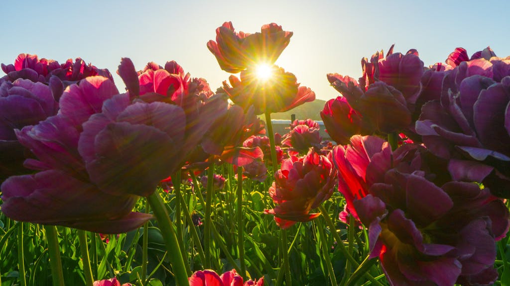 Flower planting guide, tools, 2024 calendar.