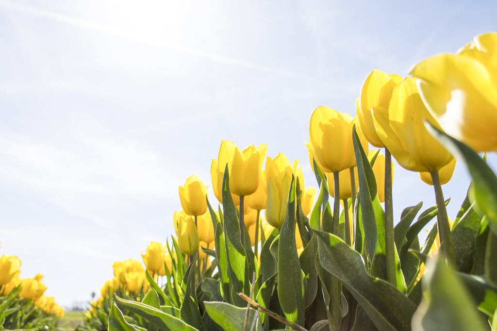 Flowers planting, blue sky, gardening tools.