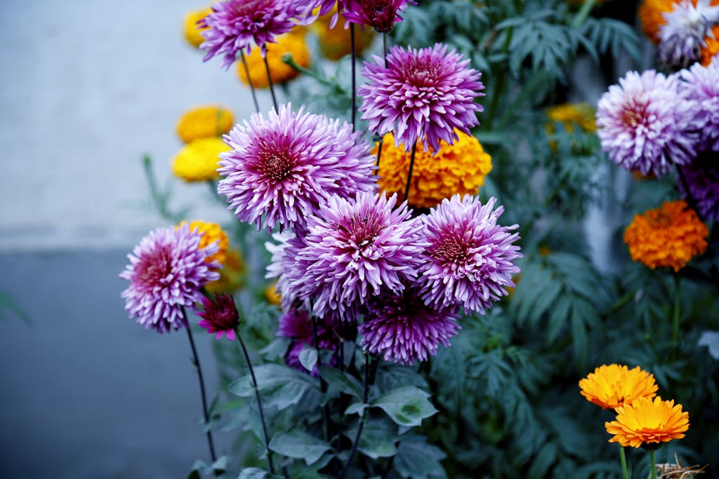 Gardener planting flowers, clear sky, gardening tools. zone 8a flower planting schedule