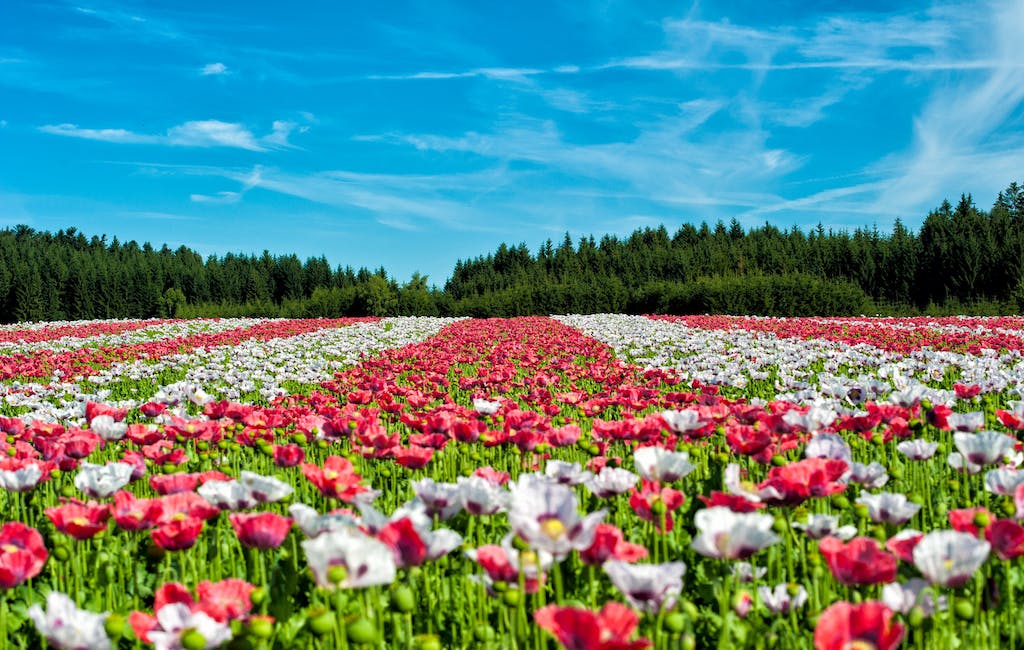 Spring garden, tulips, daffodils, peonies.