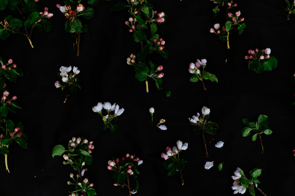 Zone 9a Planting Calendar: Planting Schedule and Tips 2024 5 Assorted flowers from blooming trees on black background