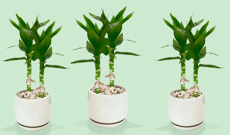 How to Prune a Lucky Bamboo Plant