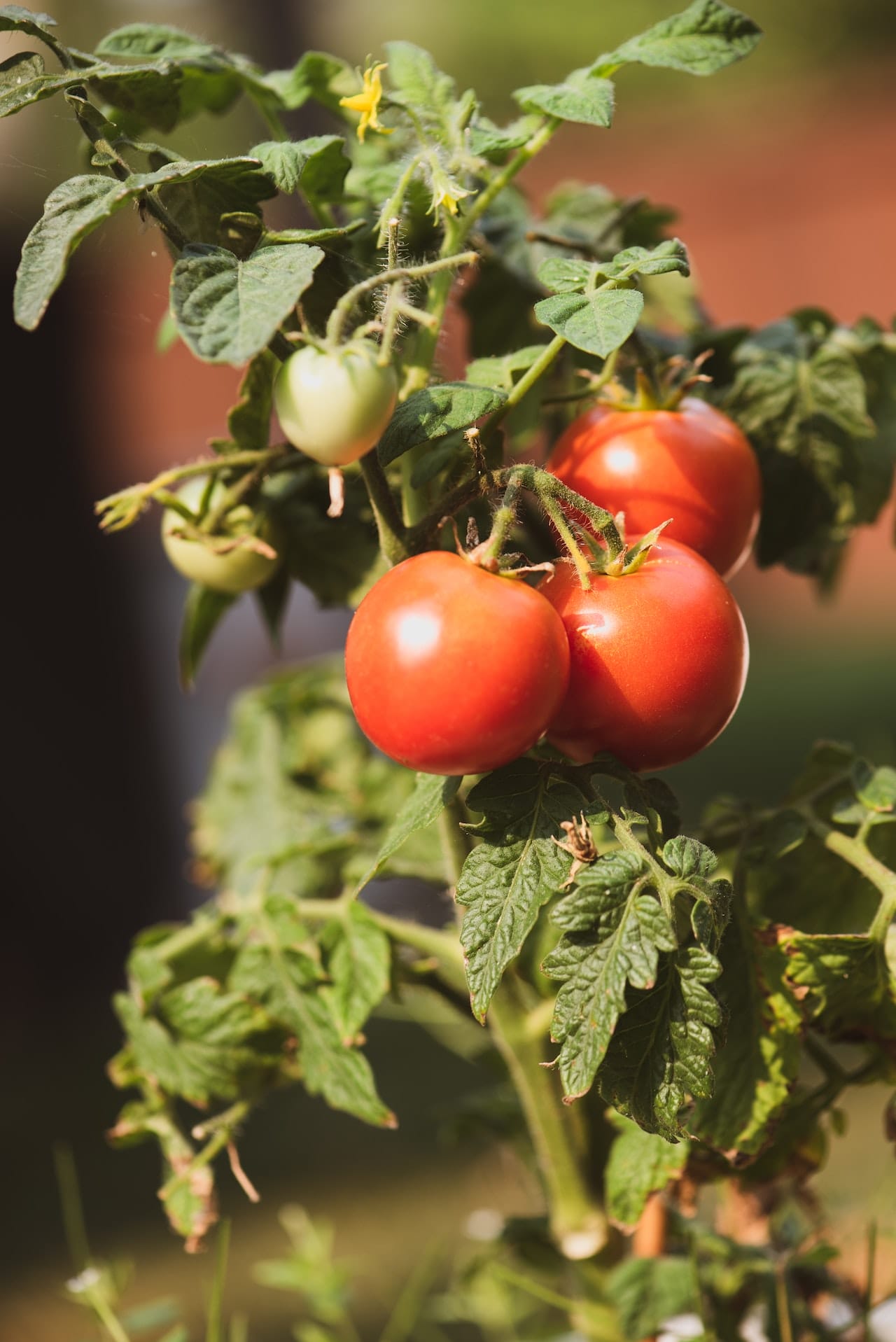 a tomato plant with leaves turning brown