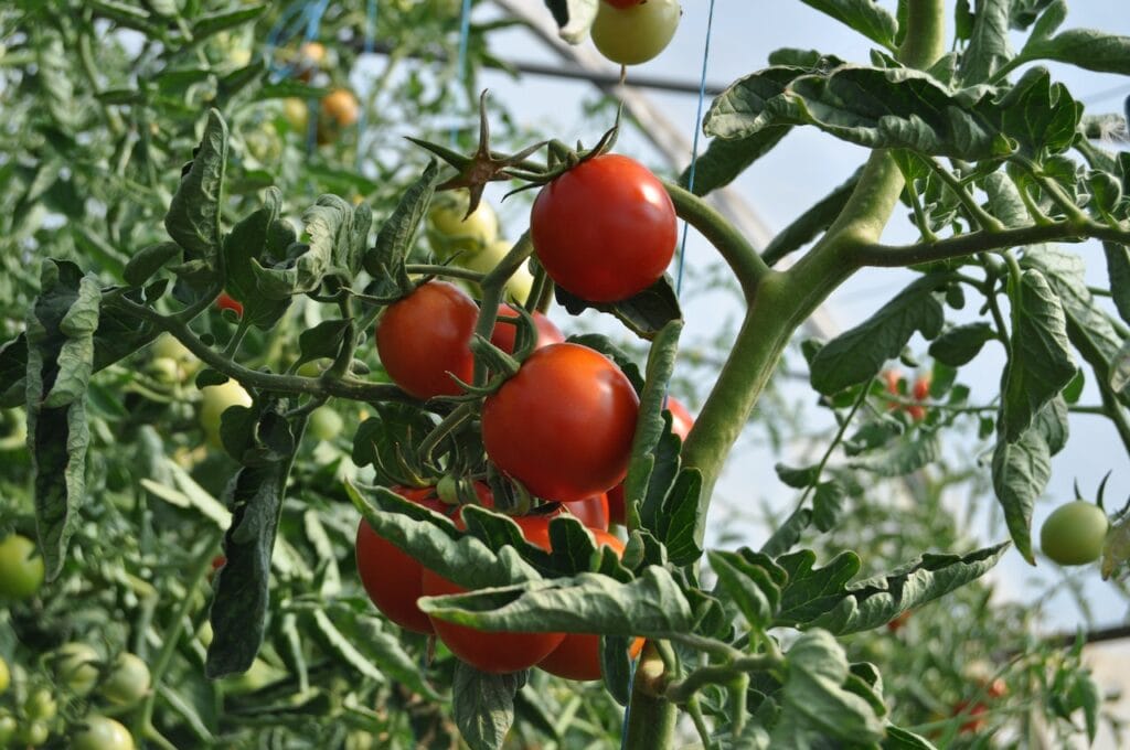 a tomato plant with curled leaves