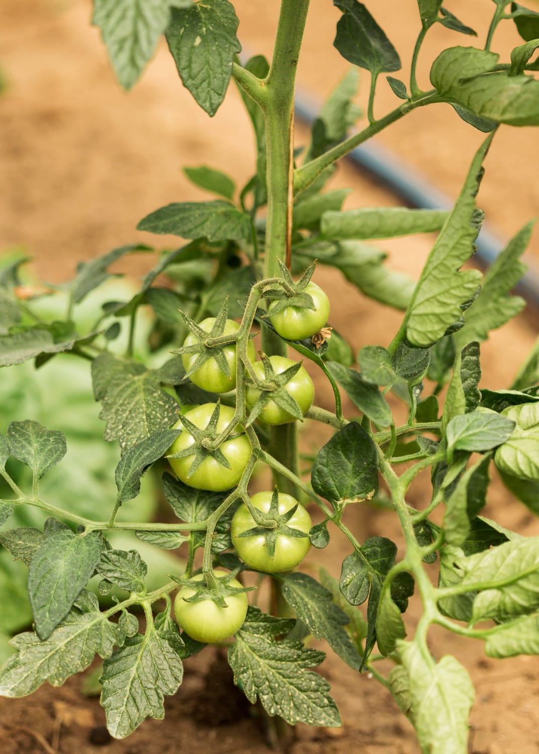 a tomato plant with white spots on its leaves