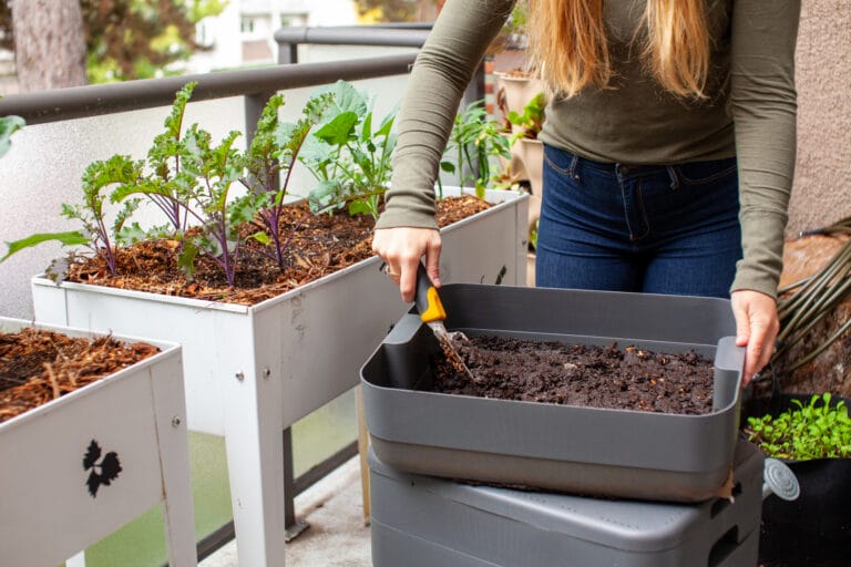 woman harvesting worms from an indoor worm composter