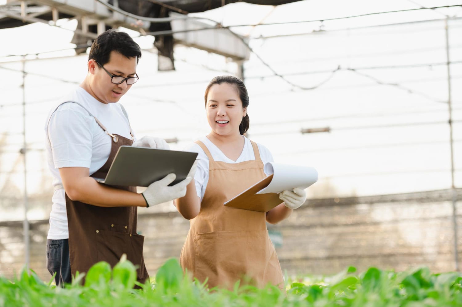 gardeners checking the hydroponics plants