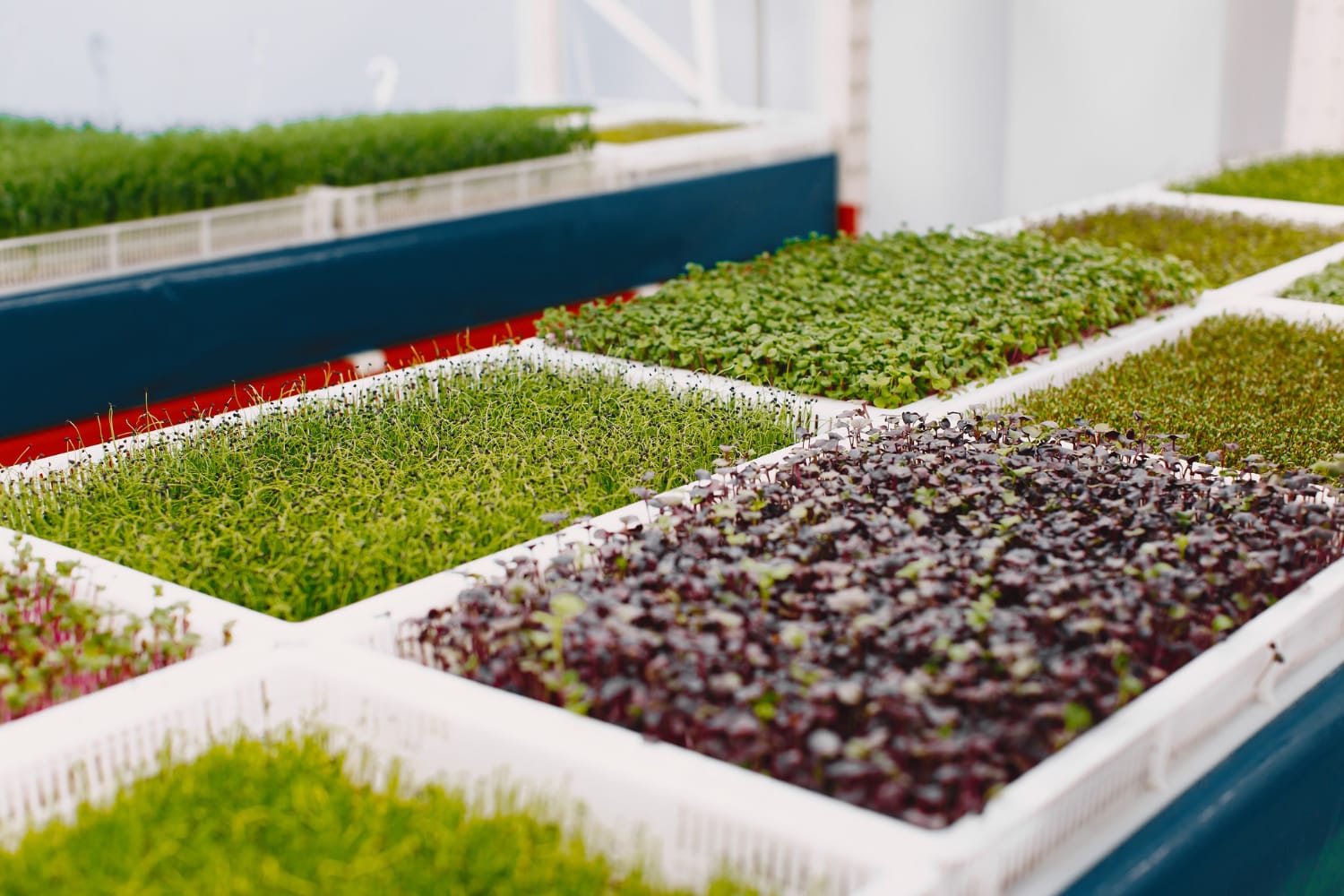 an array of hydroponic grow mediums with seeds sprouting in each