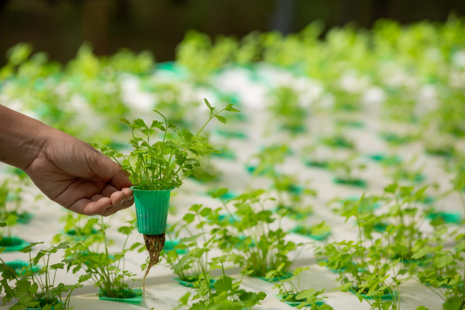 seeds in a germination tray with hydroponic system, with seeds showing early sprouts