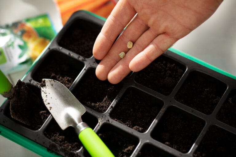 a hand showing how to start hydroponic seeds