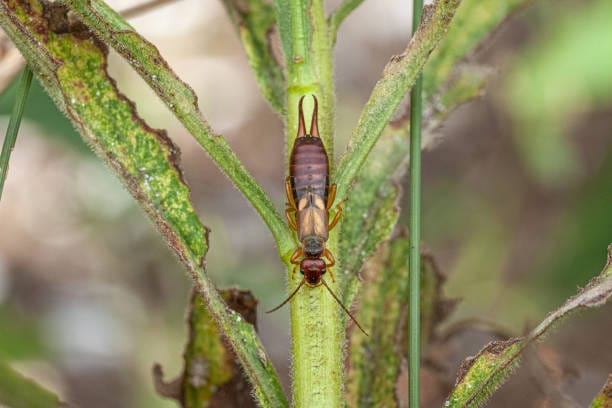 an earwing lies on the stem of a wilted green plant.