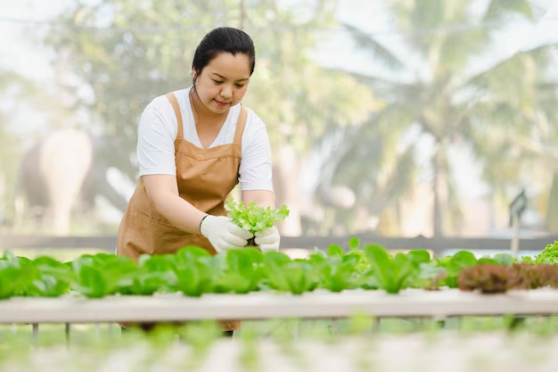 a woman with pair of gloved hands transplanting from a hydroponic starter tray to a larger hydroponic system