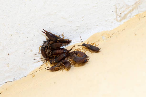 close up of a group of earwigs on the house corner