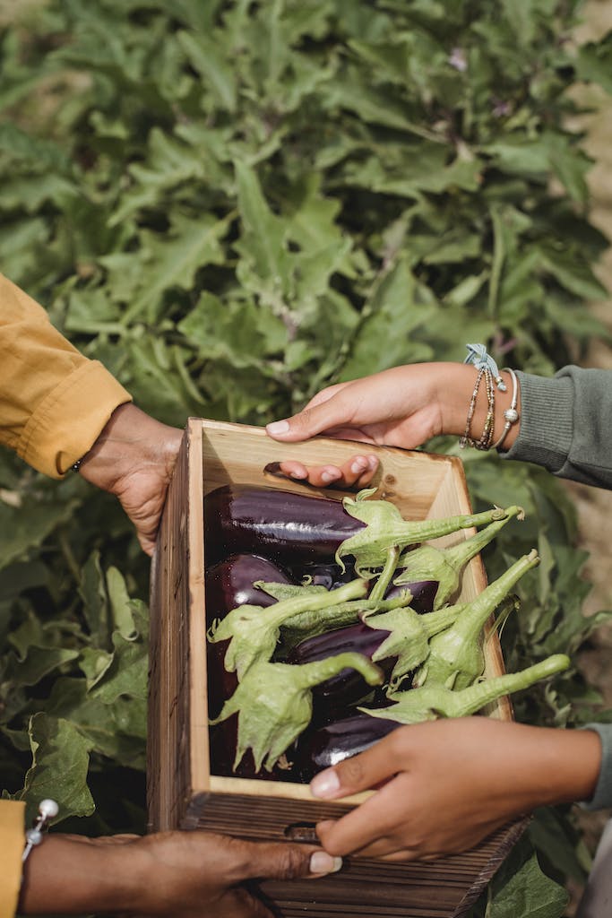 Crop farmers with box full of fresh eggplants in countryside. when to start eggplant seeds indoors?