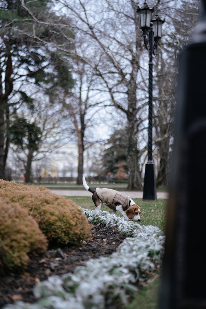 Distressed dog with Wandering Jew plant toxicity symptoms.