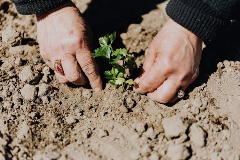 From above of crop faceless female gardener planting seedling during work in countryside