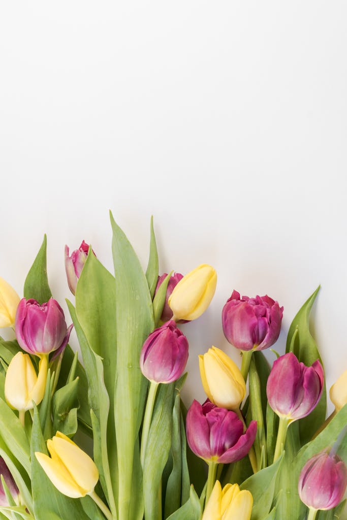 Garden with daffodils, crocuses, and tulips. what plants to plant in spring