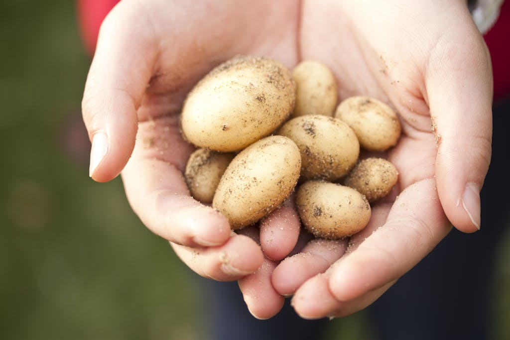 Gardener inspecting potato plants for pests, using organic methods.