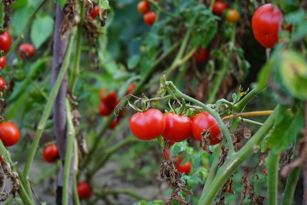 Gardener planting tomato seedlings, flowers around. when to plant tomatoes in san diego?