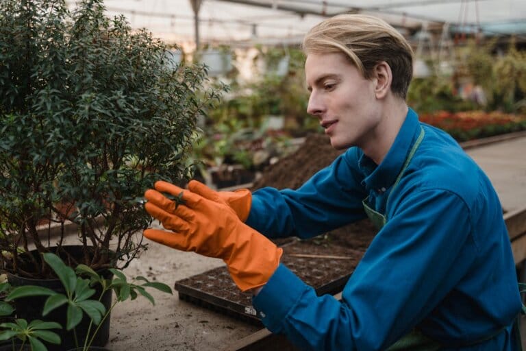 Gardening gloves pruning Desert Rose