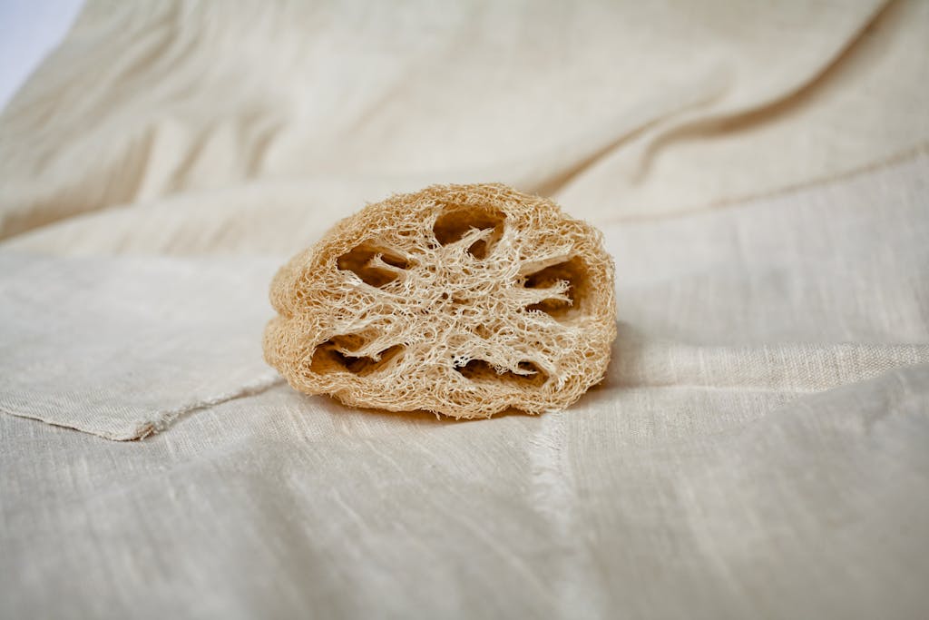 Hand holding ripe luffa gourd, fibrous texture.