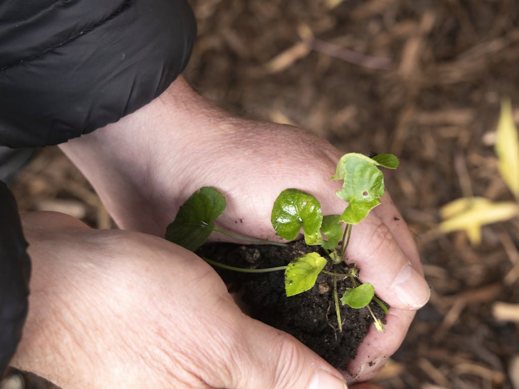 Hand holding seed packet with pots, soil, seedlings, and grow light.