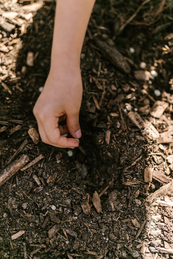 Hand planting seeds in soil with sun and blooming flowers.