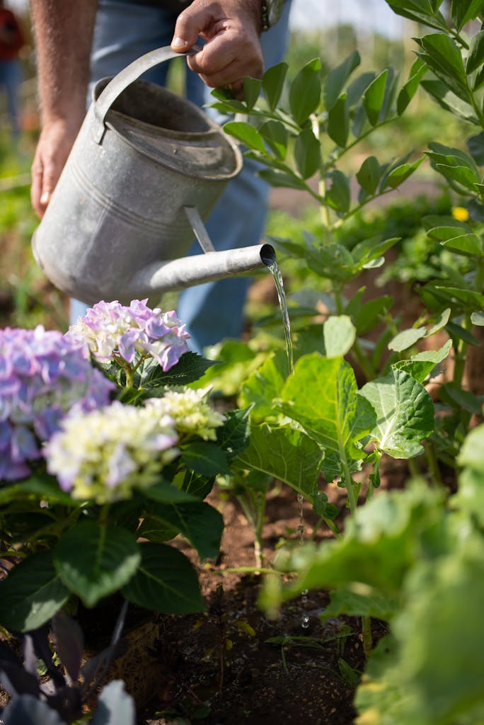 Hands covering daffodil bulbs in soil, watering can nearby.