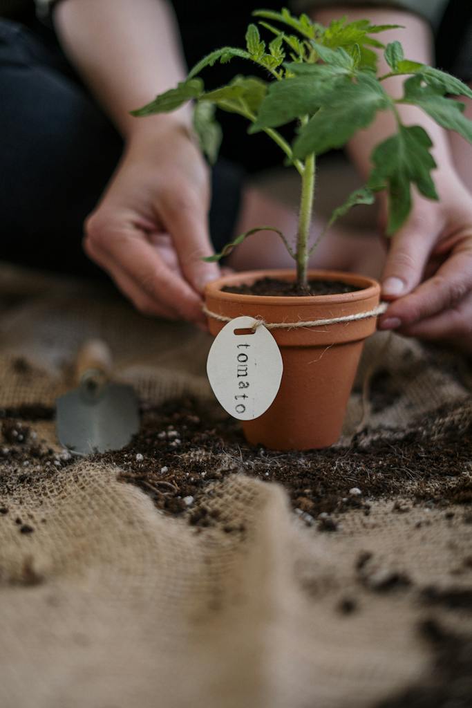 Hands planting daffodil bulbs in pot, sunlight.