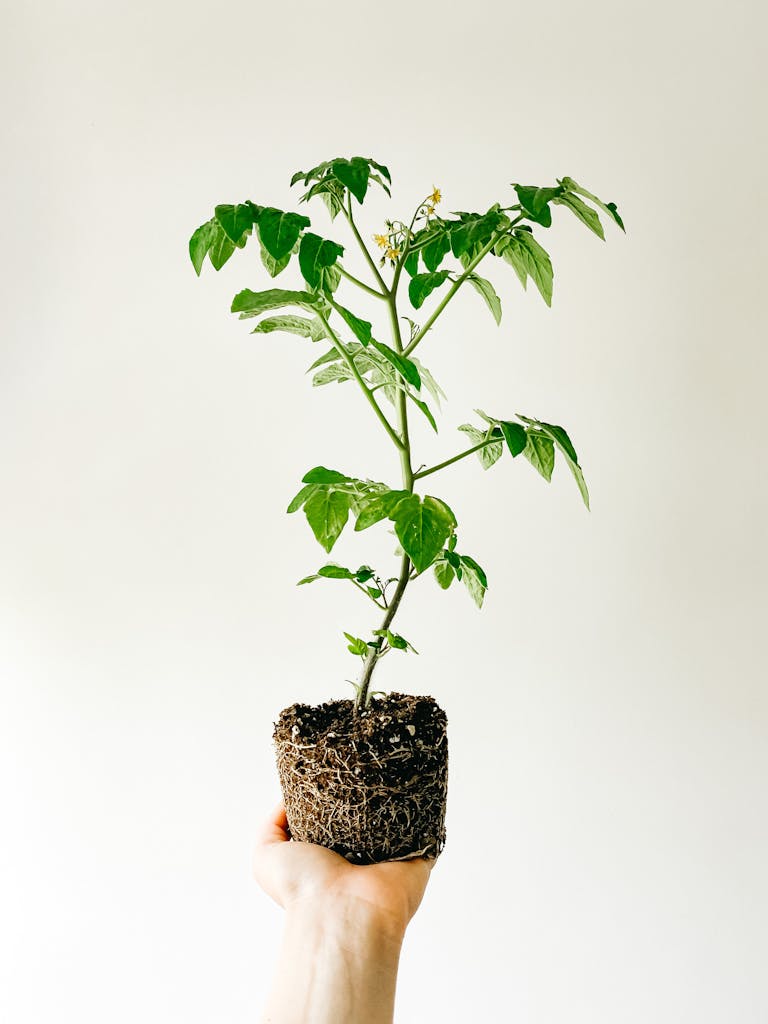 Hands planting loofah seeds in pot, sunlight.