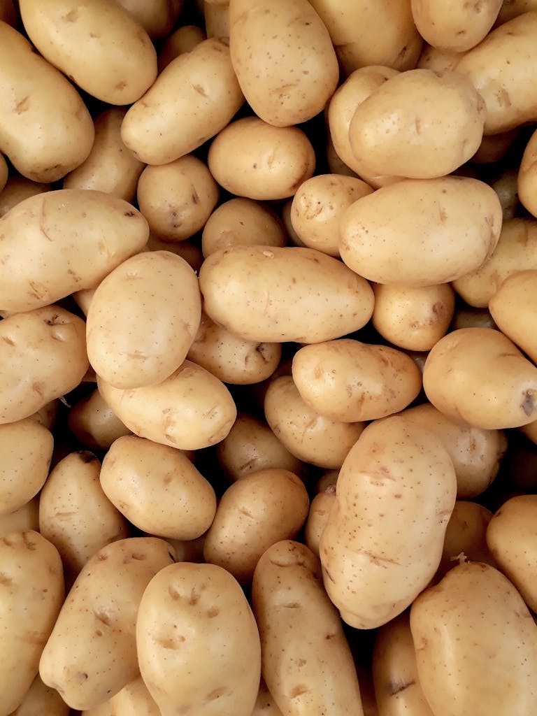 Harvesting and storing potatoes in Zone 8b.