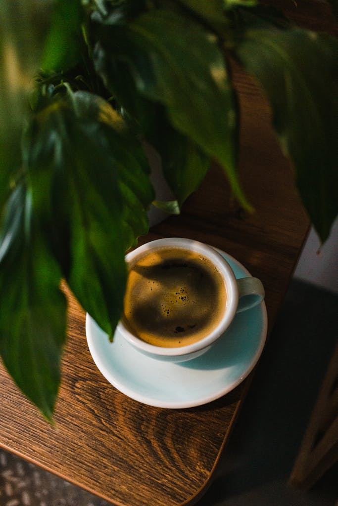 Houseplant thriving in coffee grounds