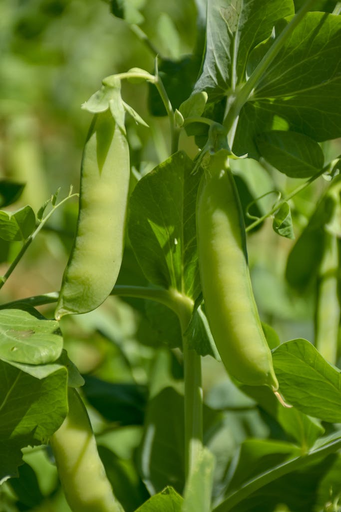 Pea plants on trellis with green pods.