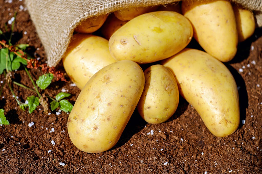 Person planting seed potatoes in a raised bed with growing plants.