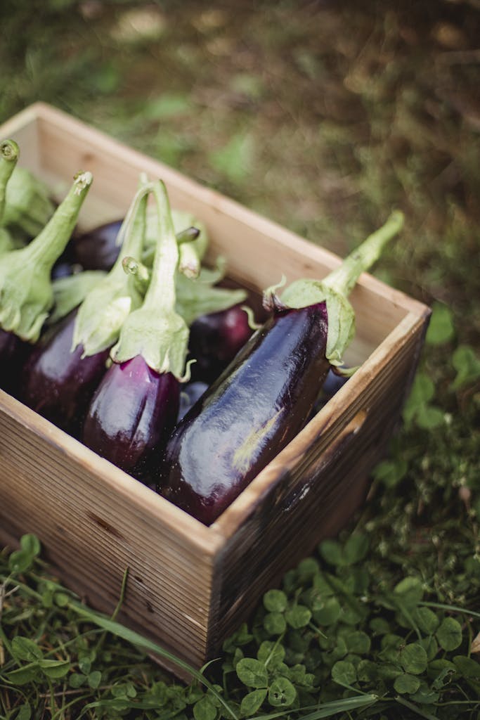 Planting eggplant seeds in pots indoors