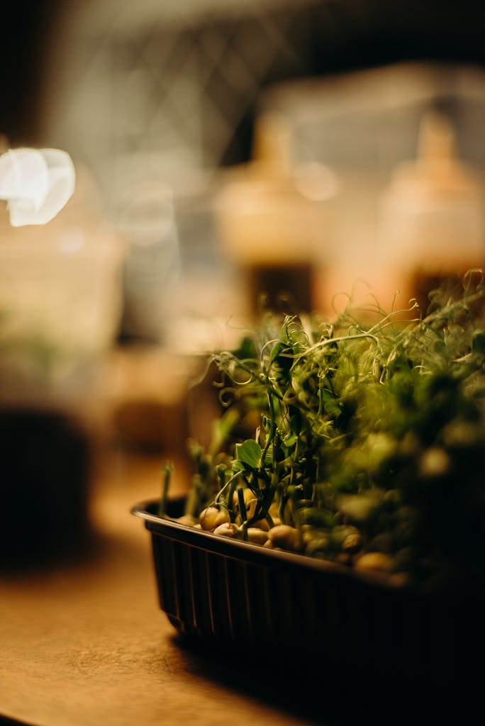 Planting herb seeds indoors under grow light.