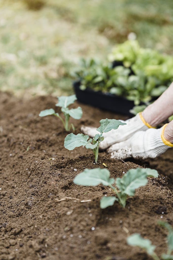 Step-by-step guide to creating a vertical vegetable garden.