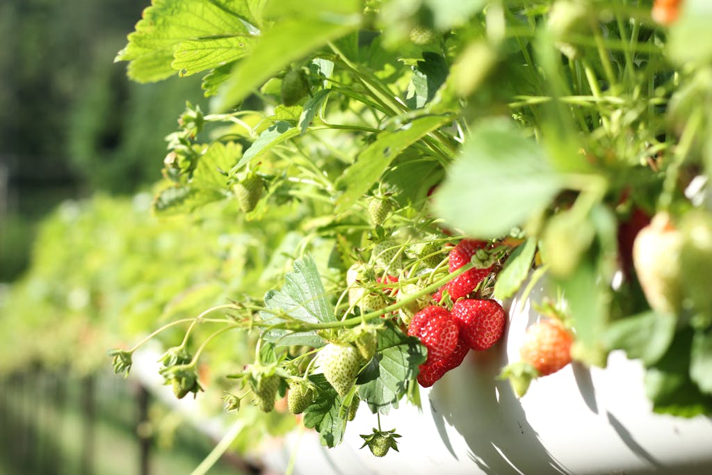 Troubleshooting strawberry field, pests, mold, gardener. when to plant strawberries georgia?