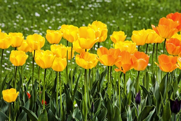 Vibrant spring garden with flowers and vegetables.