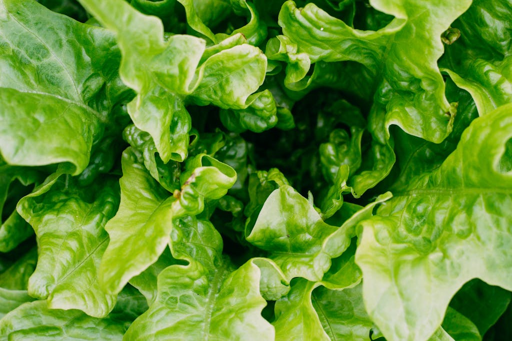 Wilted lettuce, pests, NC garden.  When to plant lettuce in nc?