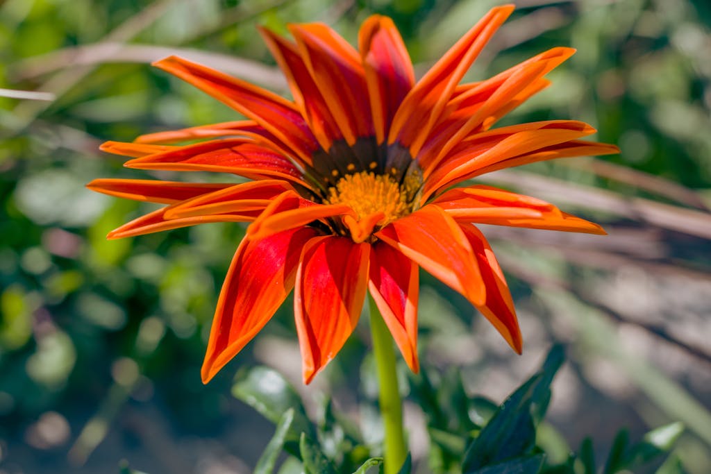 A single orange flower in the middle of a field