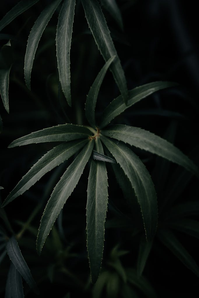 Close up of Leaves on a Black Background