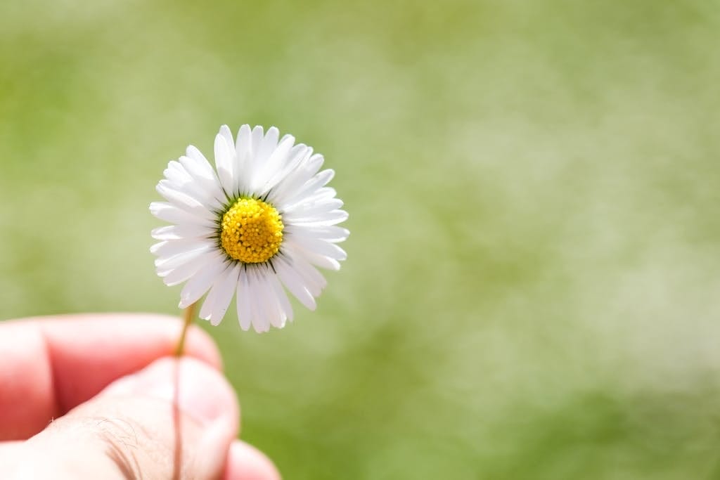 daisy Bellis perennis flower