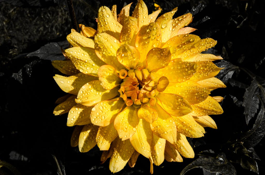 Flower Raindrops