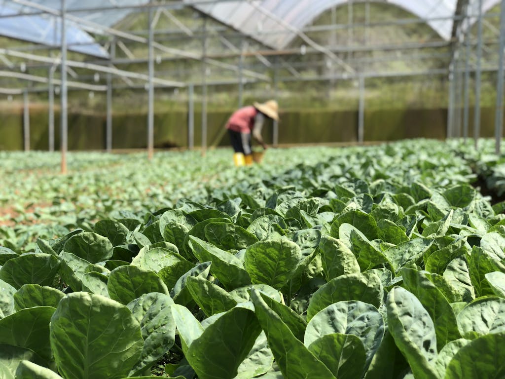 Selective Focus Photography of Green Vegetables