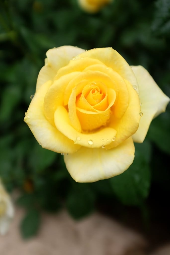 Top view of fragile bright yellow rose with raindrops growing in garden on blurred background of green leaves