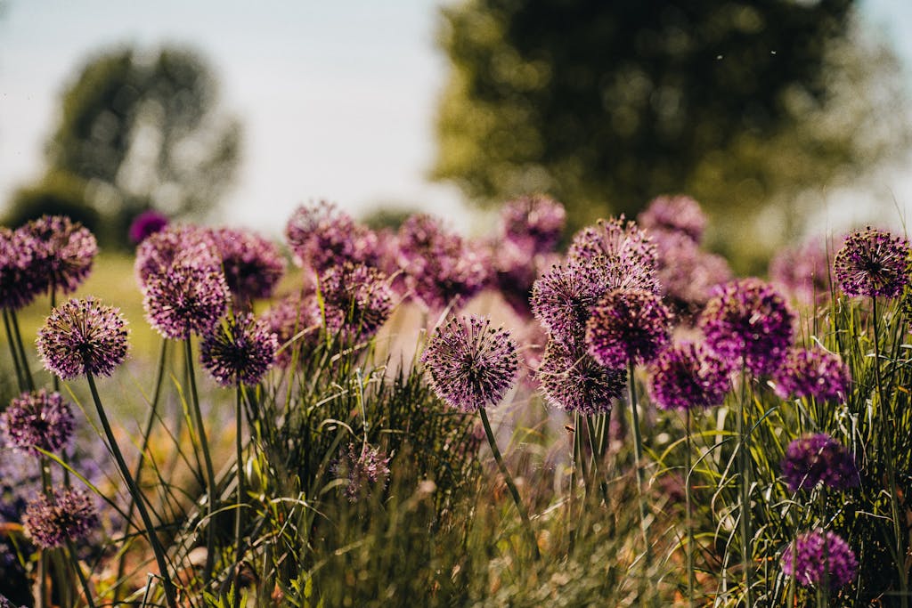 Violet Blooming Garlic