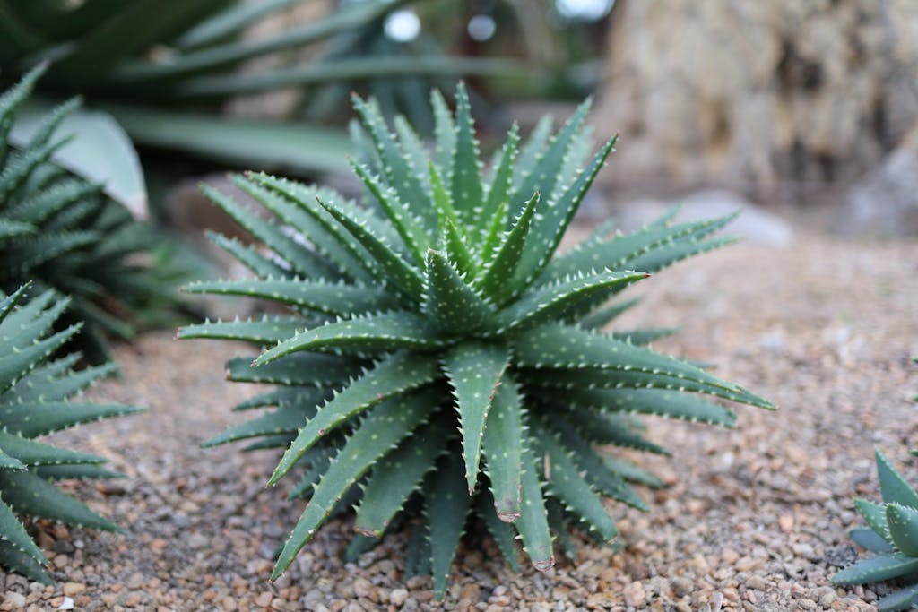 Zebra Plant (Haworthiopsis Fasciata)