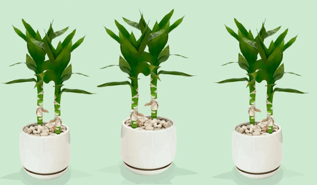 How to Prune a Lucky Bamboo Plant